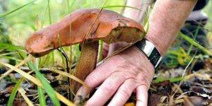 cueillir-champignons